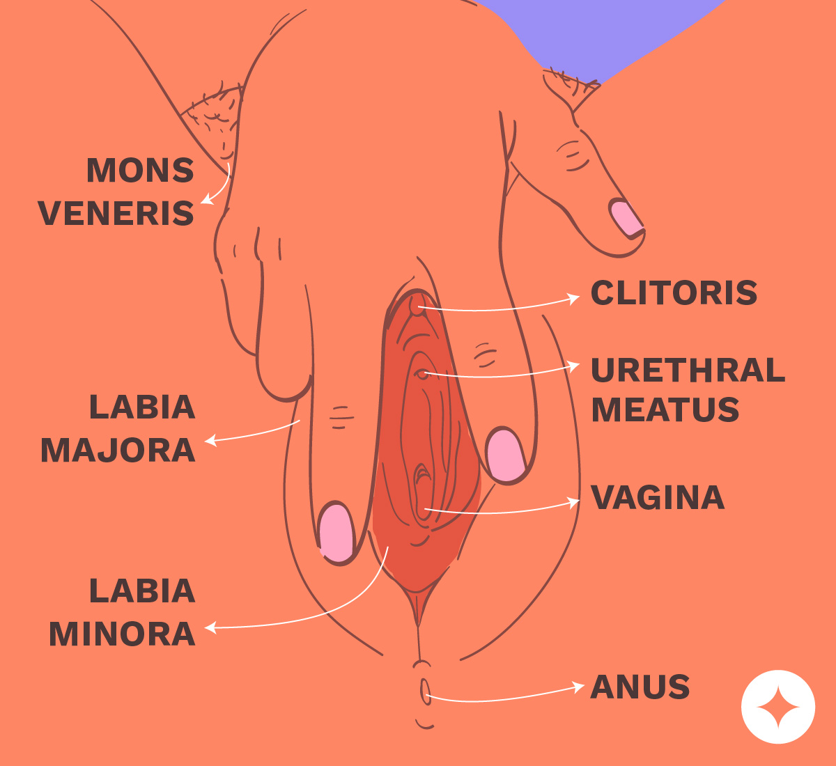 Clitorus discharging on penis