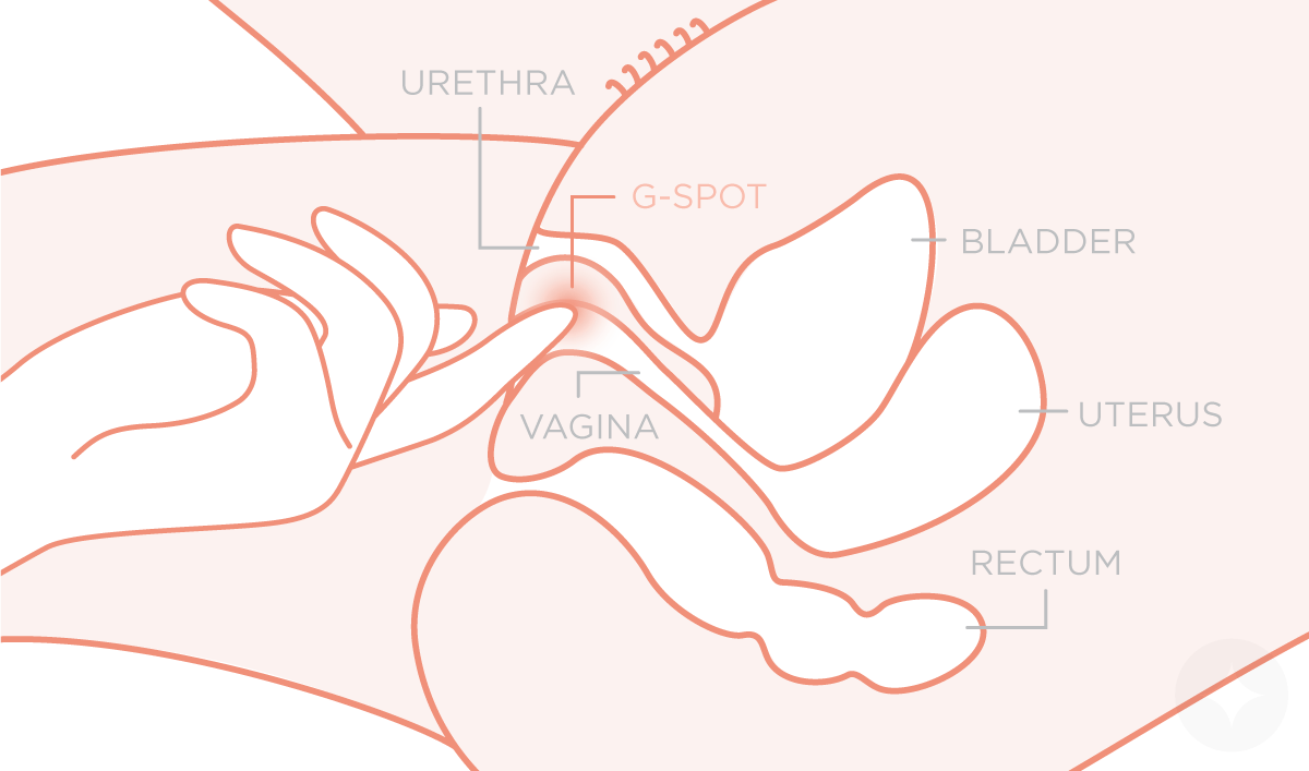 GSpot in Women How to Find the GSpot Le Wand