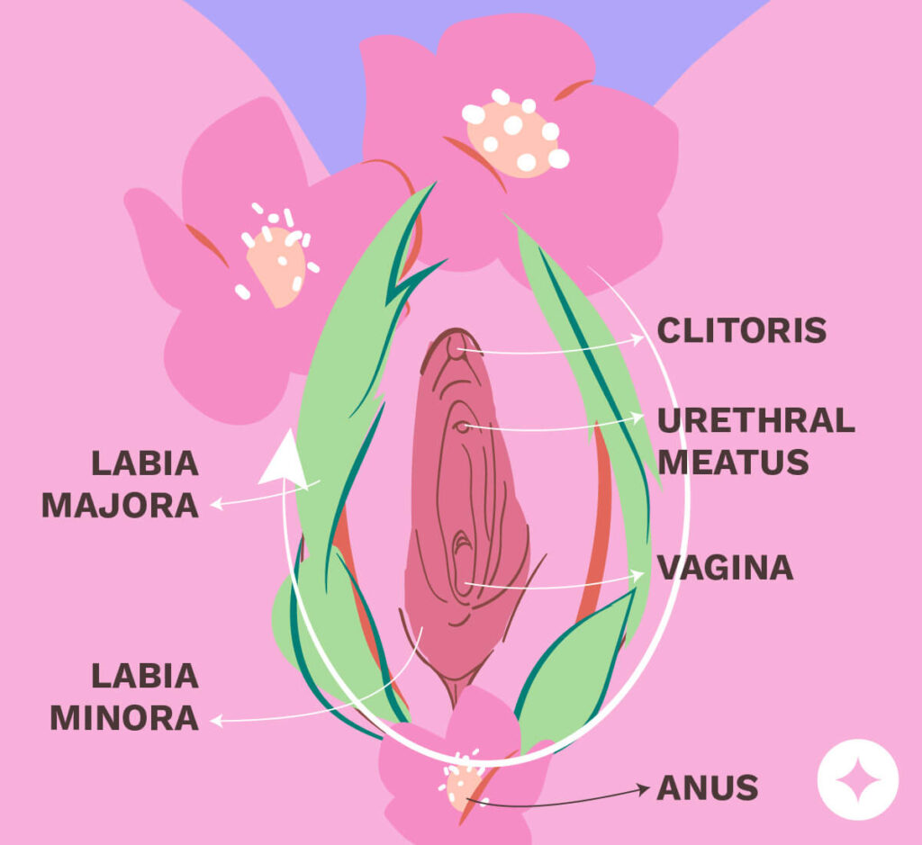 Vaginal Mapping A Vulva Expert S Guide To Exploring Yourself